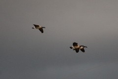 Branta canadensis moffitti