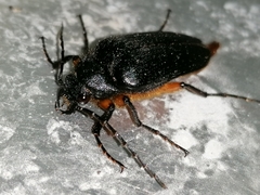 Cebrio