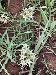 Asclepias eminens