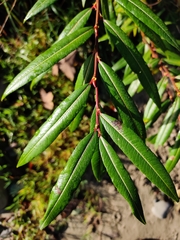 Salix udensis