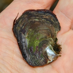 Isognomon isognomum