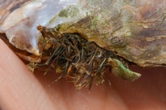Isognomon isognomum