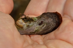 Isognomon isognomum