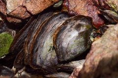 Isognomon isognomum