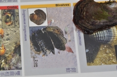 Isognomon isognomum
