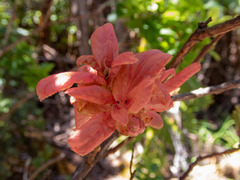 Vaccinium calycinum