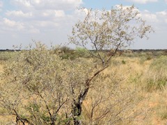 Vachellia haematoxylon