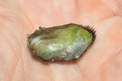 Barbatia virescens