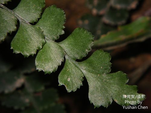 Lindsaea orbiculata