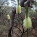 Bottlebrush Grasstree - Photo (c) Kevin Long, some rights reserved (CC BY-NC), uploaded by Kevin Long