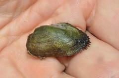 Barbatia virescens