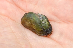 Barbatia virescens