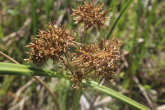 Cyperus latifolius