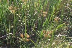 Cyperus latifolius