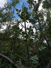 Bursera glabrifolia