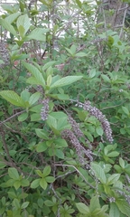 Clethra