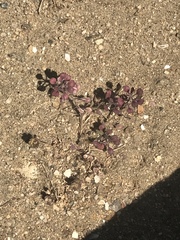Lepidium lasiocarpum