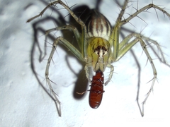 Oxyopes