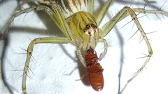 Oxyopes
