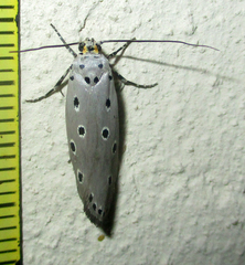 Ethmia circumdatella