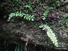 Osmolindsaea odorata