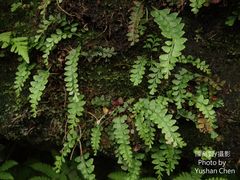 Osmolindsaea odorata