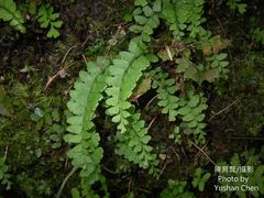 Osmolindsaea odorata