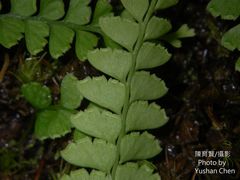 Osmolindsaea odorata