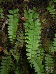 Osmolindsaea odorata