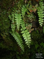 Osmolindsaea odorata