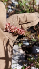 Villadia aristata