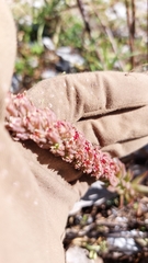 Villadia aristata