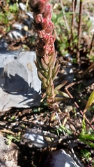 Villadia aristata