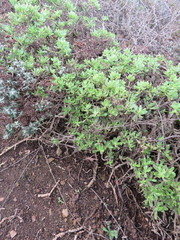 Sedum praealtum