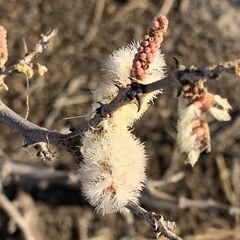 Senegalia erubescens