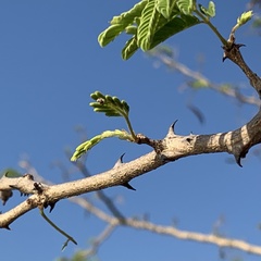 Senegalia erubescens