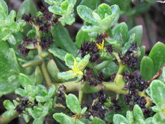 Sedum praealtum