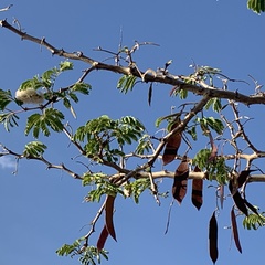 Senegalia erubescens