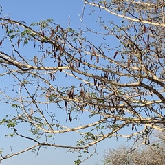 Senegalia erubescens