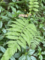 Deparia