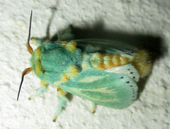 Coenobasis albiramosa