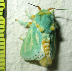 Coenobasis albiramosa
