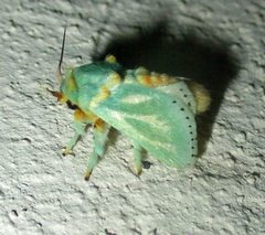Coenobasis albiramosa