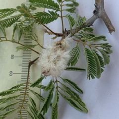 Senegalia erubescens