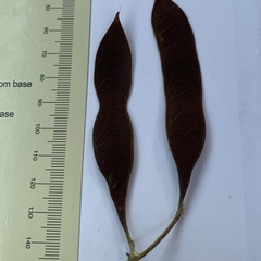 Senegalia erubescens