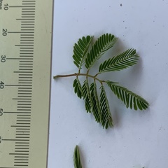 Senegalia erubescens
