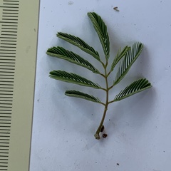 Senegalia erubescens