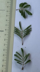 Senegalia erubescens