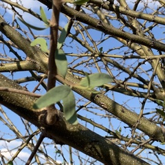 Tapinanthus