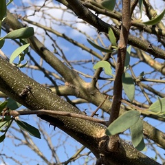 Tapinanthus